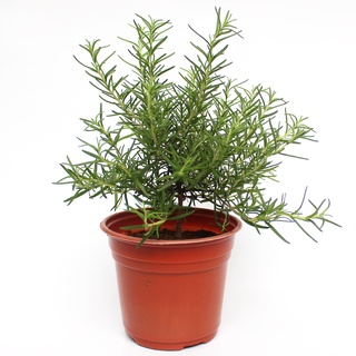 CÂY HƯƠNG THẢO (Rosemary)