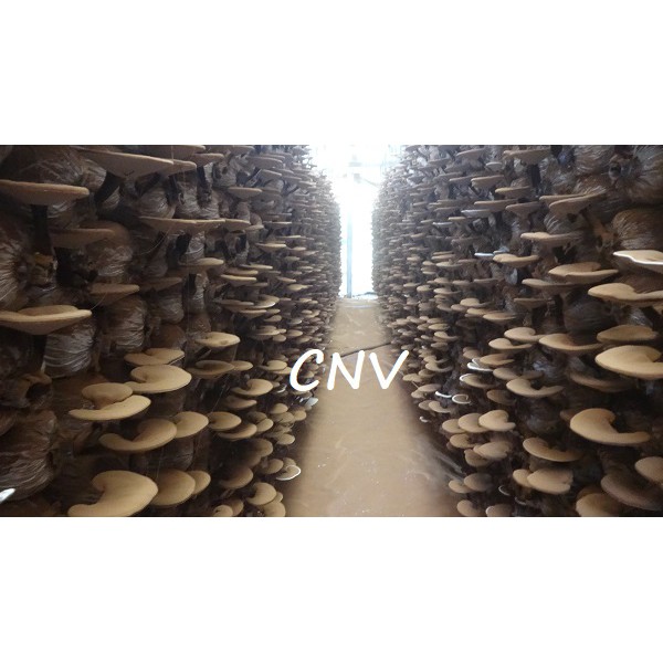 Nấm linh chi đỏ cao cấp CNV 500g x 2