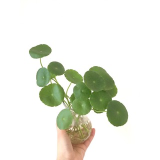 Cây cỏ đồng tiền hydrocotyle sen dù trồng thuỷ sinh