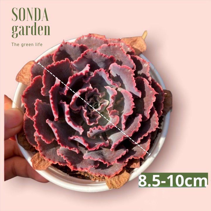 Random 1 cây sen đá SONDA GARDEN size trung bình 8-10cm, xuất xứ Đà Lạt, khoẻ đẹp, lỗi 1 đổi 1