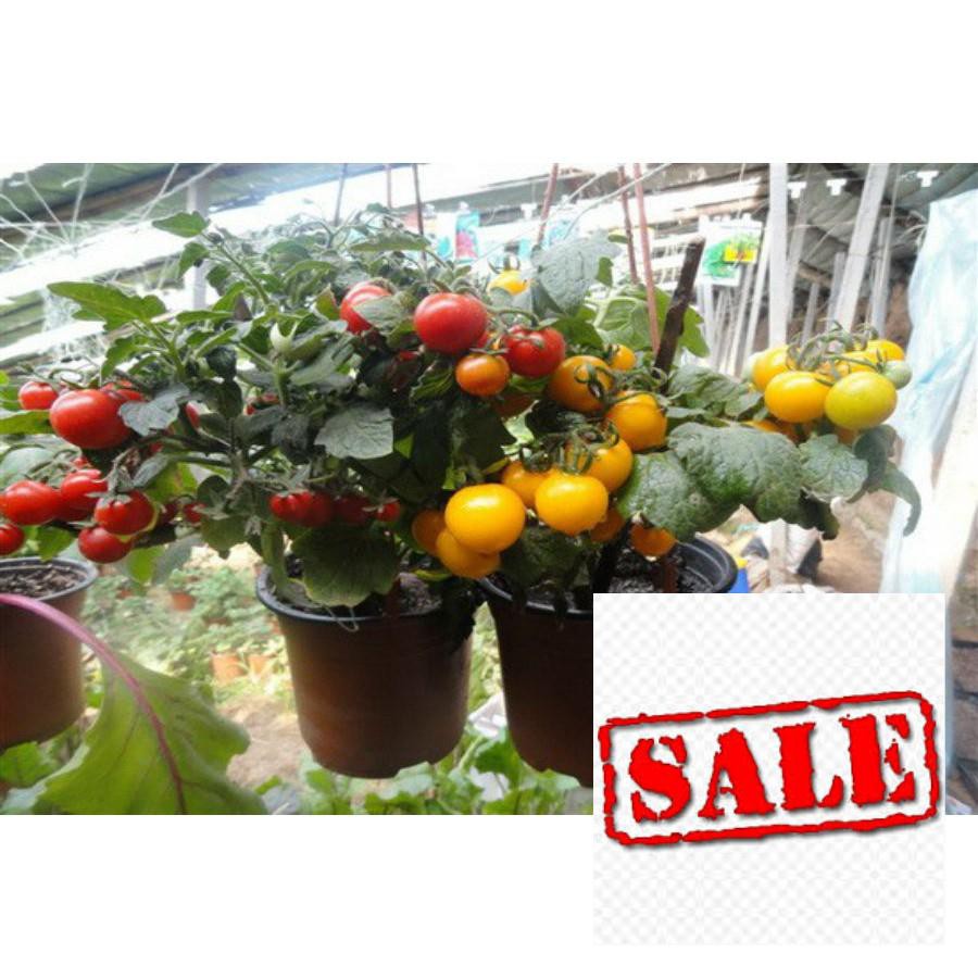 Hạt giống cà chua cherry lùn đỏ 30 hạt SALE