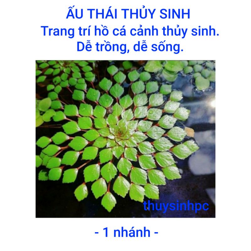 Cây Ấu Thái trang trí bể thủy sinh cá cảnh