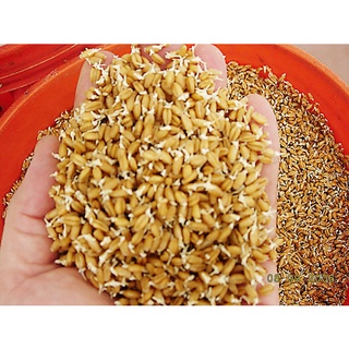 Hạt giống rau mầm lúa mạch (Cỏ lúa mỳ, Wheatgrass) 30gr, 50gr, 100gr