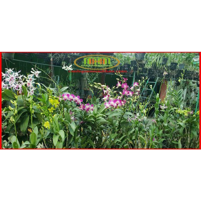 1kg phân chì Nhật tan chậm túi lưới  khoảng 90-100 túi bón hoa lan và cây kiểng , phân tan chậm có kiểm soát