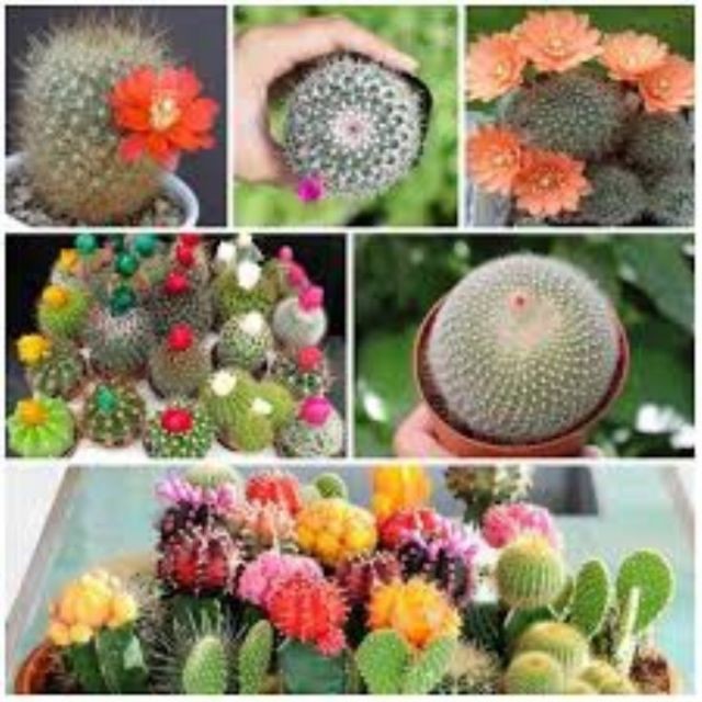 Hạt giống xương rồng mix màu 30H luckyseed hạt siêu rẻ