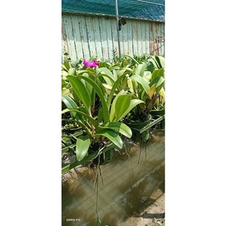 Lan Cattleya Nhật Thịnh hàng thuần sắp mèo