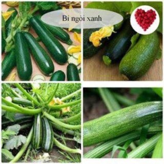 Hạt giống bí ngòi xanh dễ trồng HGTG