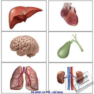 flashcard TGXQ bộ phận cơ thể + nội tạng (20 thẻ) - thẻ học thông minh thế giới xung quanh Glenn Doman