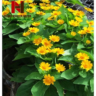 Hạt giống cúc mặt trời 1 gói 50 hạt