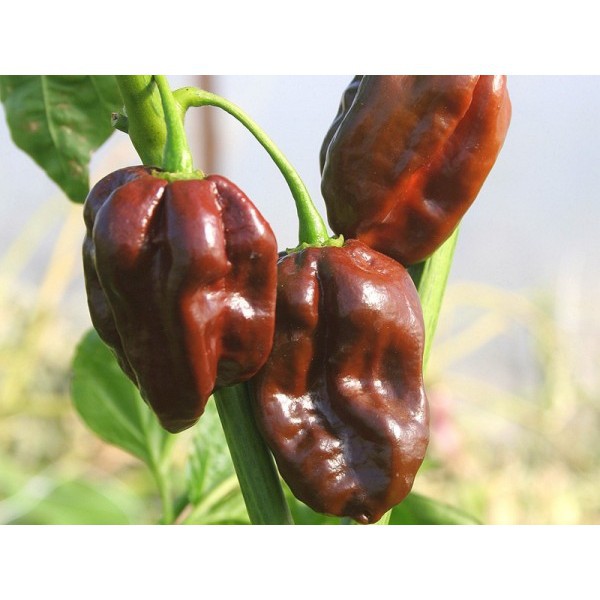 5 Hạt Giống Ớt Cay Habanero Scoville Giống Ớt Cay Nhất Thế Giới Giống Nhập Ngoại 5 Màu luckyseed hạt siêu rẻ