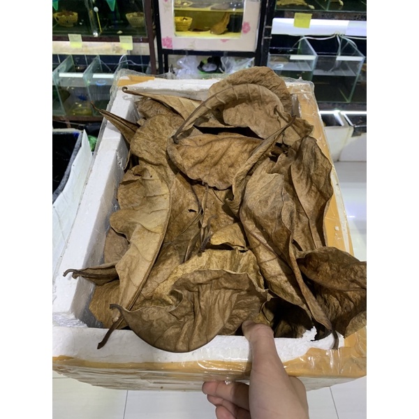 LÁ BÀNG KHÔ DƯỠNG CÁ(10 lá)