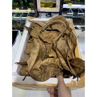 Lá bàng khô dưỡng cá