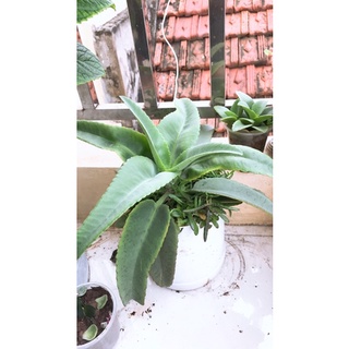 Cây sống đời lá dài-cây giống
