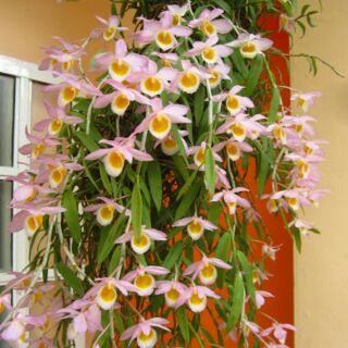 hoa phong lan nghệ tâm
