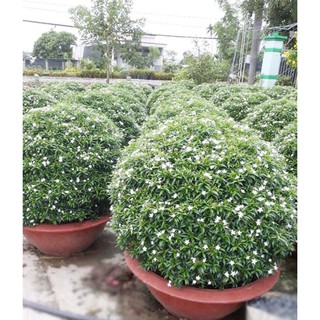 BẦU CÂY GIỐNG MAI VẠN PHÚC( CÂY MAI TIỂU THƯ)