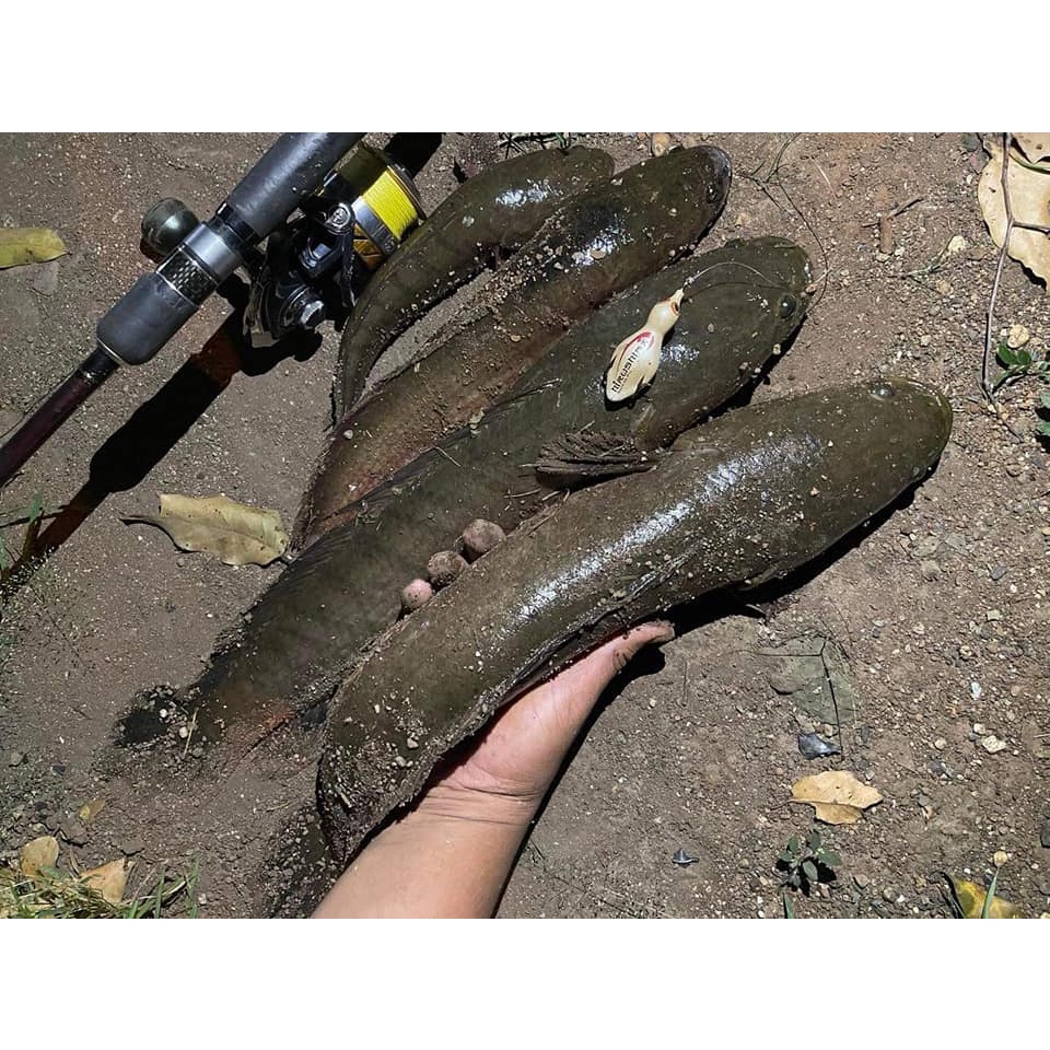 Mồi câu cá lóc đi zic zac kiểu thái softbird huyền thoại Hirushima HKN FIshing