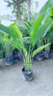 Cây Chuối Rẻ Quạt (chỉ giao hoả tốc)