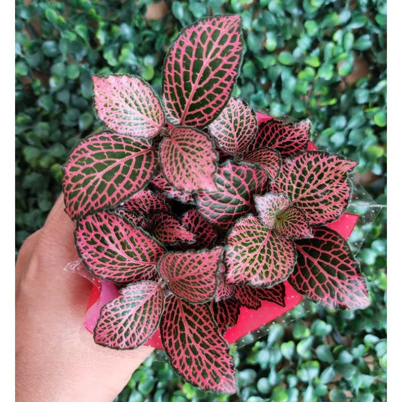 Combo 7 chậu cẩm nhung nhiều màu đẹp