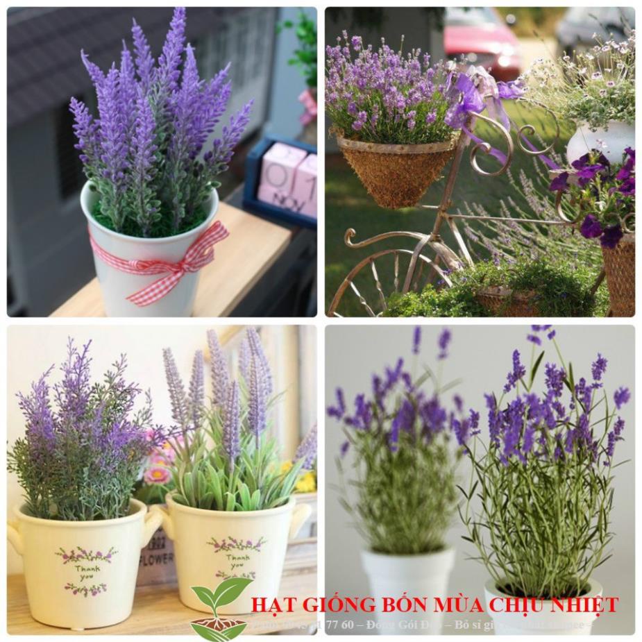 Hạt Giống Hoa Oải Hương 4 mùa/Lavender (30 hạt) ĐẾN MÙA TRỒNG TẾT luckyseed hạt siêu rẻ