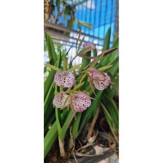HOA LAN ENCY XỔ HOA NHƯ HÌNH