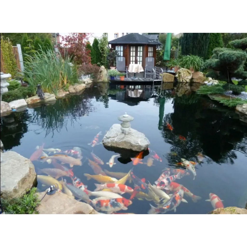 Vi Sinh Cá Cảnh Cao Cấp Koi Luxury