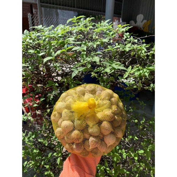 1KG TỎI CÔ ĐƠN NINH THUẬN/ ĐẶC SẢN VĨNH HY