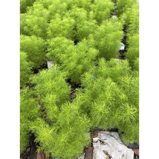 Cây tùng nam mỹ có mùi hương đuổi muỗi- Trang trí sân vườn- Decor-Phong thuỷ-Cây hoa kiểng Đồng Tháp