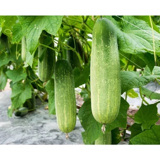Hạt giống dưa leo F1-301 dưa chuột - gói 1 gram