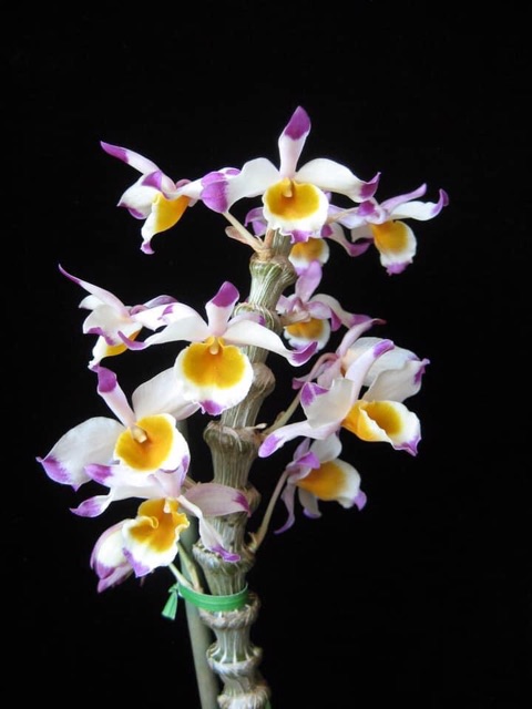 Phong lan Trúc phật bà