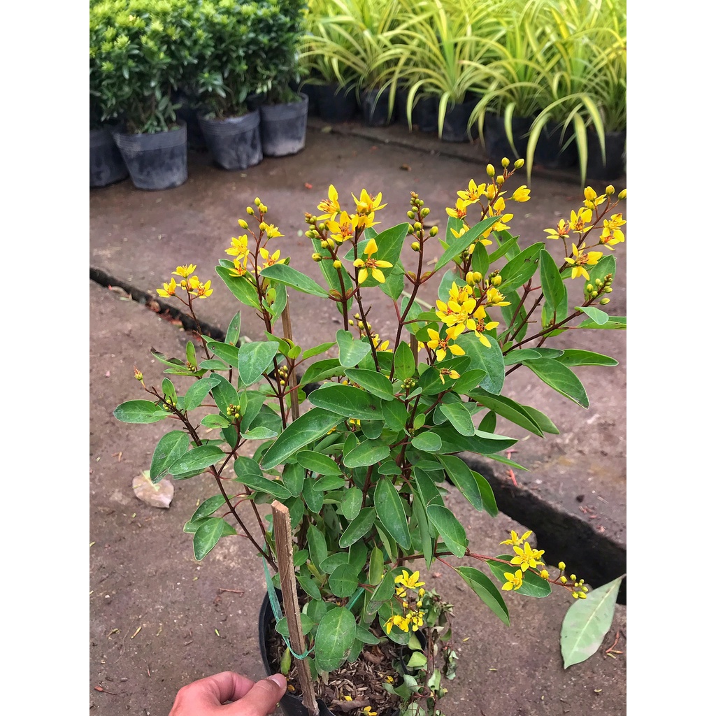 Cây hoa kim đồng vàng cao 35cm, cây cực sai hoa và nở quanh năm, trang trí cảnh quan, sân vườn