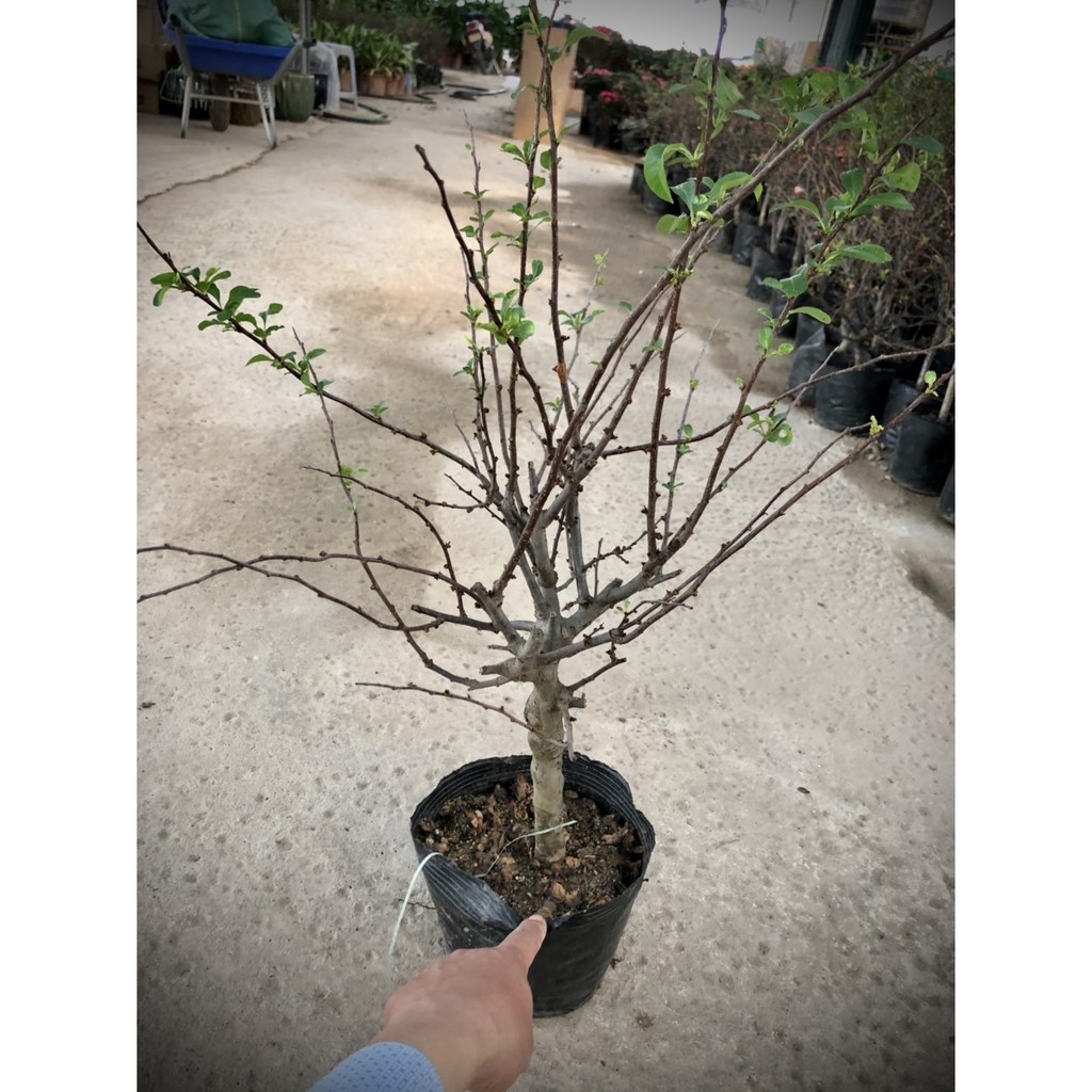 Cây mai đỏ Nhật Bản 2 năm tuổi - THẾ GIỚI HOA CÂY CẢNH - .