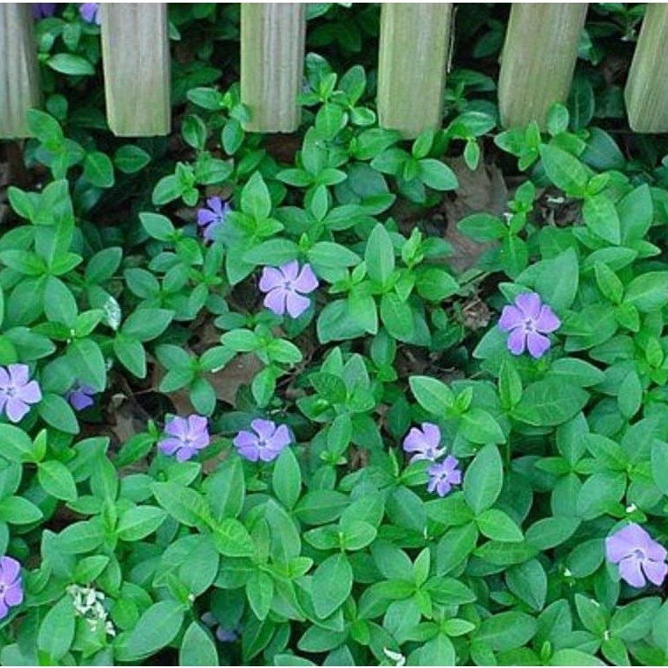100 Hạt giống 100  dừa cạn / Vinca - Lớp phủ cứng