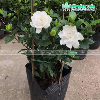 Cây lài tiểu thơ hoa siêu thơm trồng sân vườn
