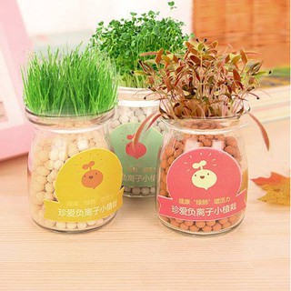 PUDDING GIEO MẦM