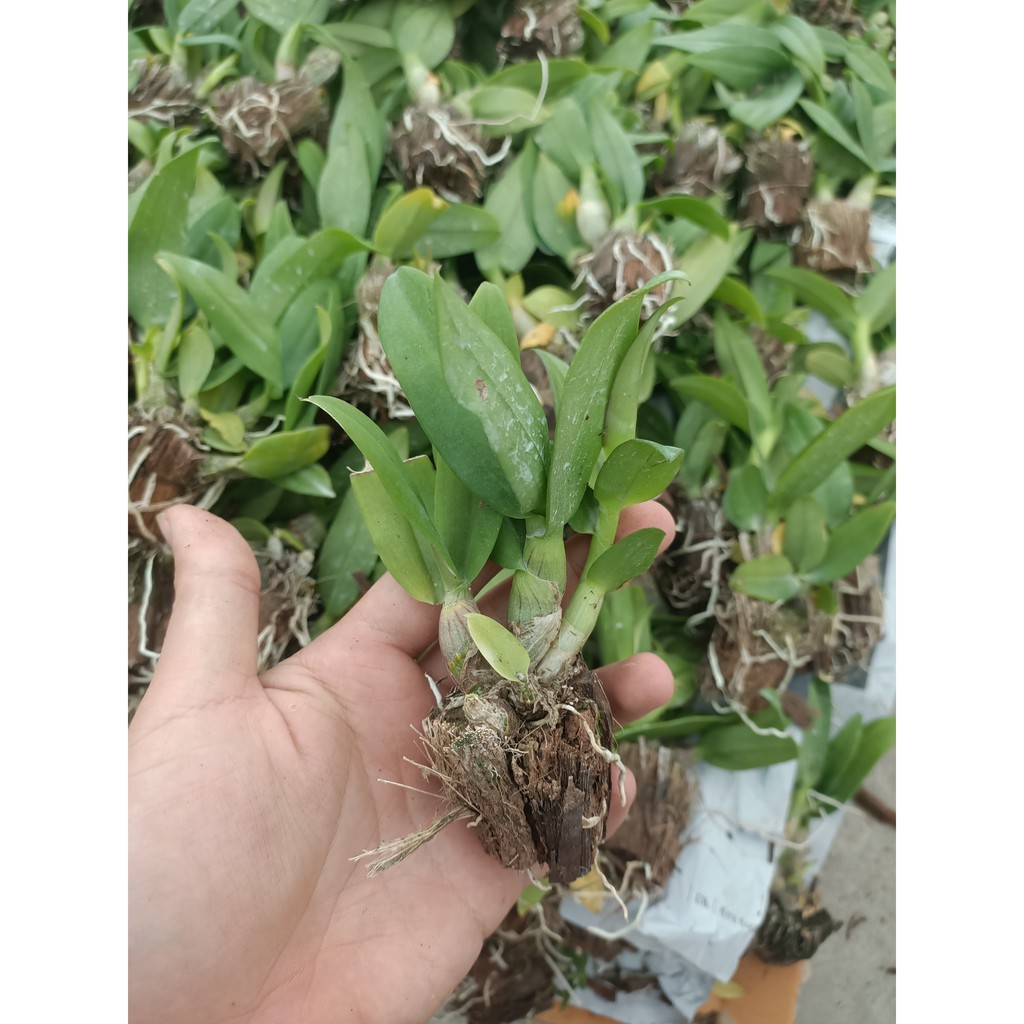 Cây gióng lan dendro lùn cao 5-10cm