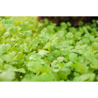 Điền Trang Meta 100g (Dừa)