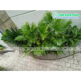 Cây cọ ta size lớn trồng sân vườn