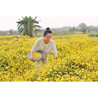 Trà Hoa Cúc Chi - Mộc Nhan Natural