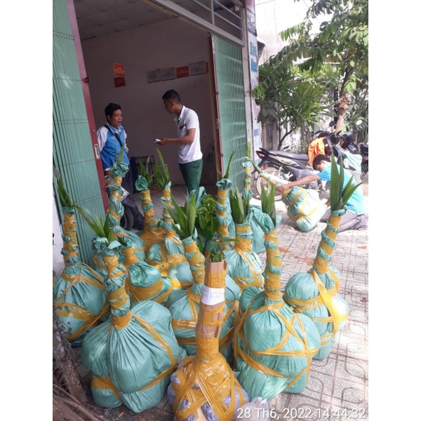 Dừa sáp 170k/1 cây