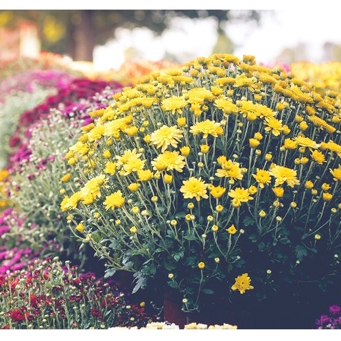 GÓI 20 HẠT GIỐNG HOA CÚC MINI VÀNG ( tặng kèm thuốc kích mầm ra rễ)