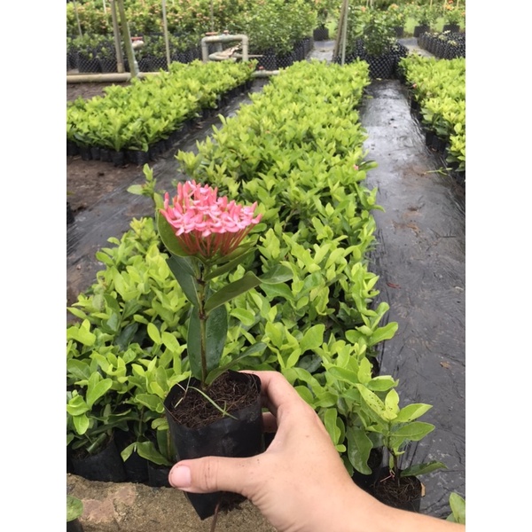 bông trang (hoa mẫu đơn) Hồng phấn lá trung
