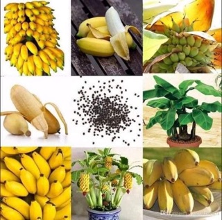 Chuối cảnh mini để bàn hàng đẹp