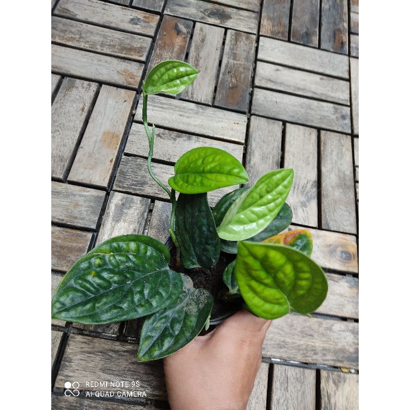 trầu bà hạnh phúc