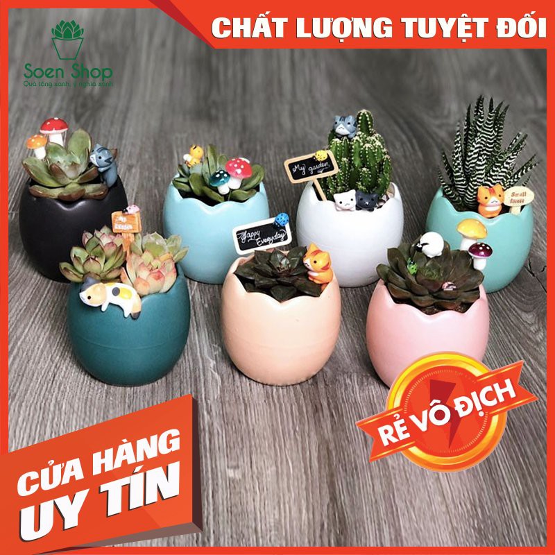 Chậu sứ trồng cây sen đá, xương rồng - Chậu trứng - Nhiều màu ( Nhập SOENSALE5 để được giảm 5k hóa đơn 50k)