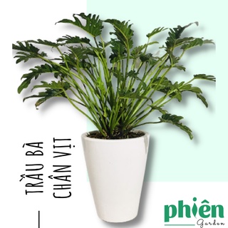Cây Trầu Bà Chân Vịt, Trầu bà Khía Philodendron Xanadu