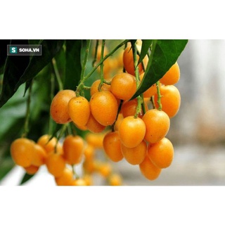 Cây giống quất hồng bì
