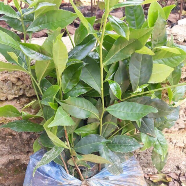 Chè Xanh  - Chậu Rau