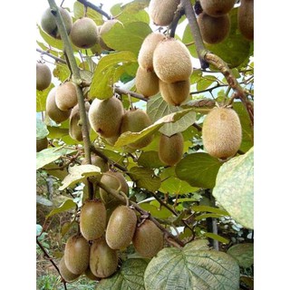 CÂY KIWI TRỒNG 4 THÁNG RA HOA + Tặng (0,3kg) phân hữu cơ cao cấp