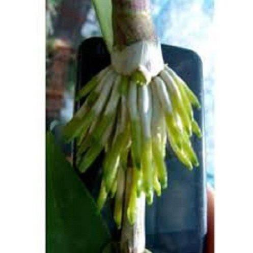 Thuốc kích rễ N3M 100g