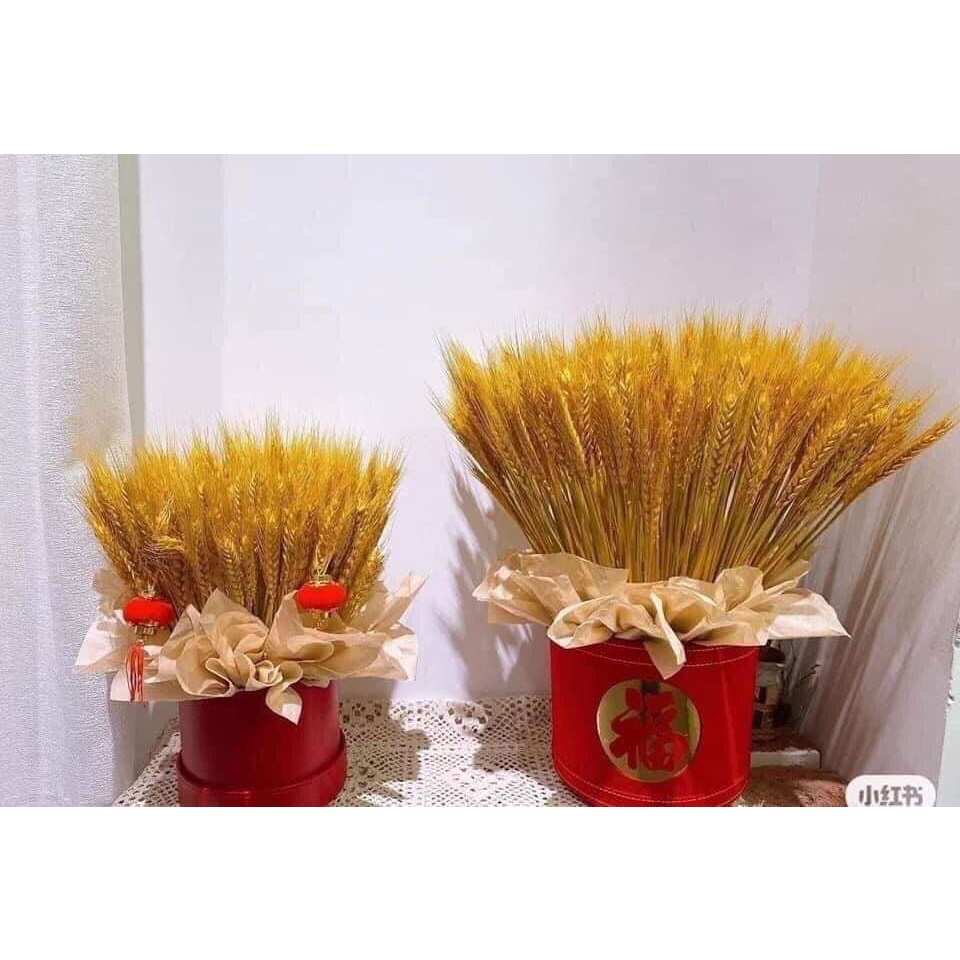 BÔNG LÚA MẠCH VÀNG sấy khô BÓ 100 Bông-Bông Lúa Mạch Thần Tài Sấy Khô Bền Đẹp Không Tàn